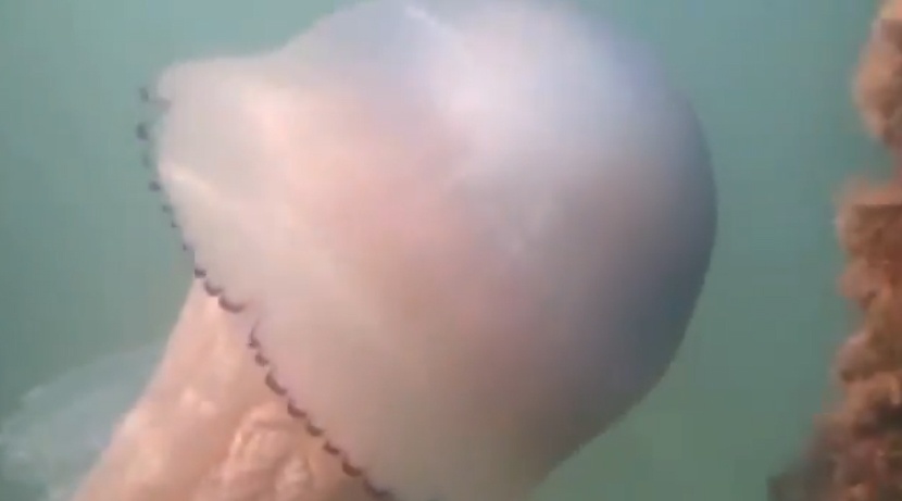 Sua khong lo 20 kg xuat hien o chau Au hinh anh