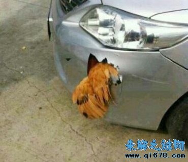 Ga dam thung xe hoi cua Nhat hinh anh