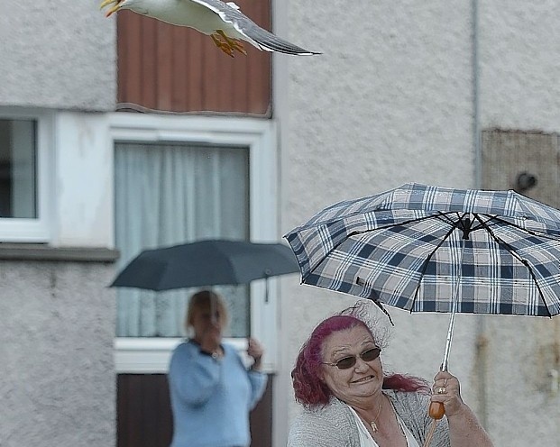 Chim hai au tan cong thanh pho bien hinh anh