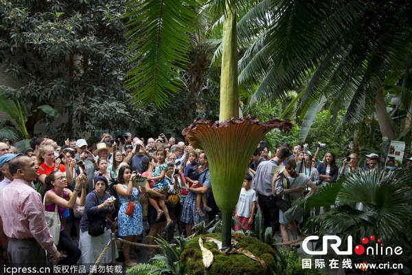 Canh tuong hoa xac thoi thu hut hang nghin nguoi o Phap hinh anh