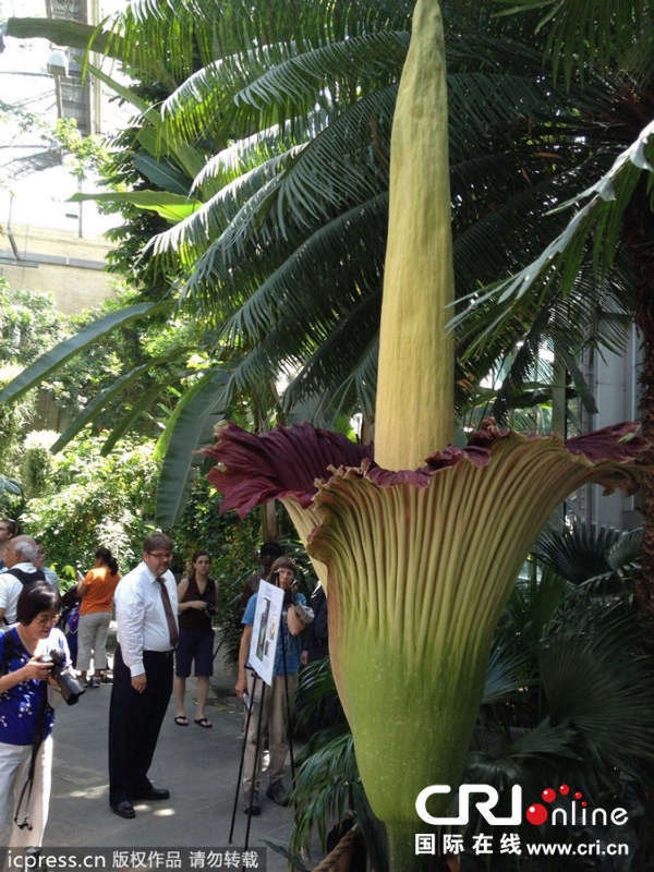 Được xếp vào danh sách một trong những loại thực vật kỳ lạ nhất thế giới, loài hoa này 10 năm mới nở một lần. Mỗi lần nở rộ,