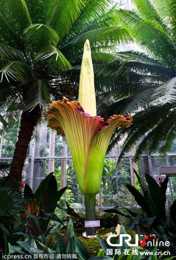 Hoa thường mọc ở những khu rừng nhiệt đới. Đảo Sumatra - Indonesia chính là quê hương của loài hoa kỳ lạ này. Đây là giống thực vật khó trồng và rất hiếm khi nở hoa. Ảnh: Cri