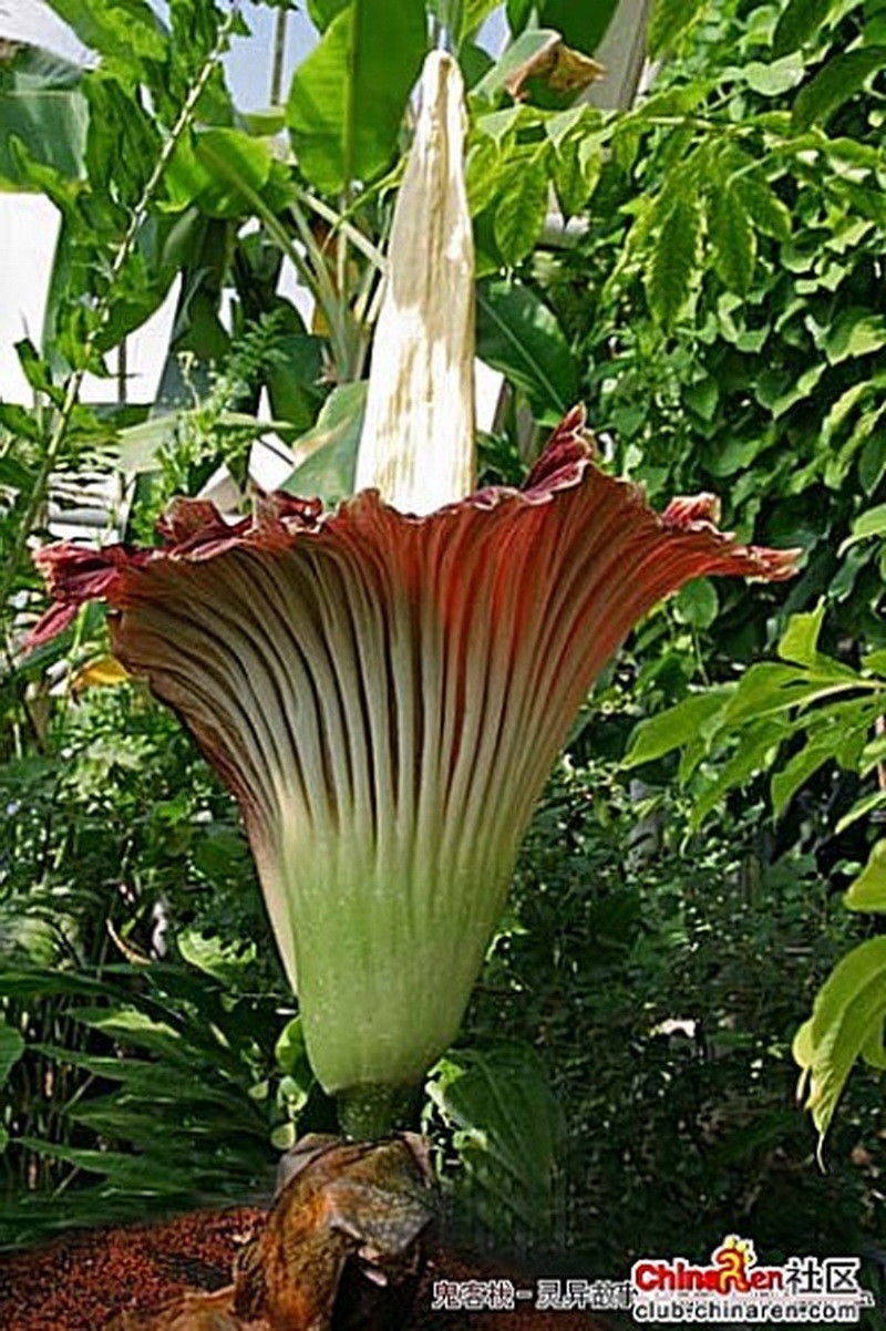 Tuy 10 năm mới nở một lần nhưng thời gian nở rộ của chúng chỉ kéo dài tối đa 72 tiếng. Ảnh: ChinaRen