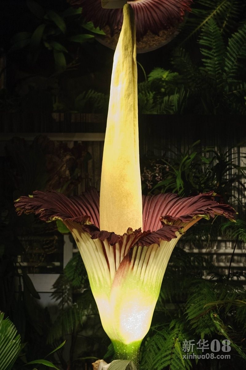 Vì thời gian nở rất ngắn ngủi nên rất nhiều người đã tới để được tận mắt ngắm nhìn hiện tượng thiên nhiên kỳ thú. Ảnh: Xinhua