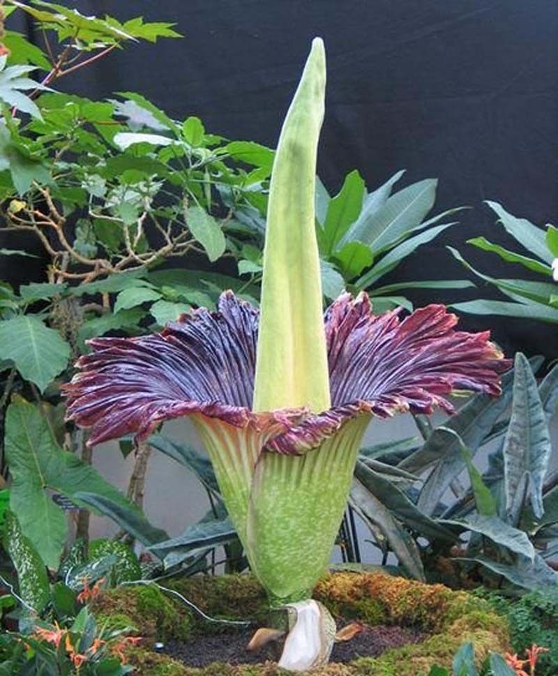 Giới khoa học đã thống kê hiện trên thế giới chỉ tồn tại khoảng 140 bông hoa. Ảnh: Xinhua