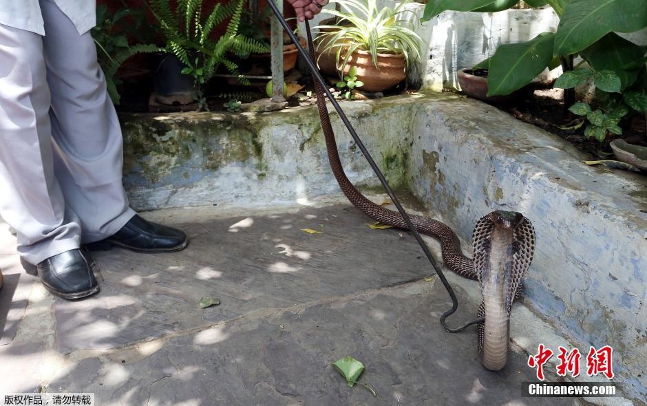 Một chú rắn hổ mang lang thang trong sân vườn lọt vào tầm ngắm của Mohd Saleem.