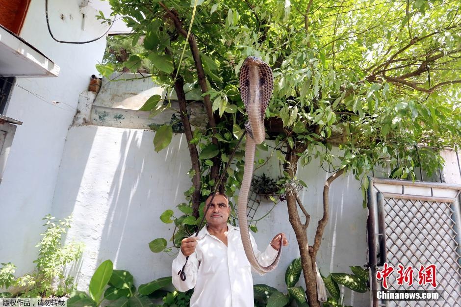 Mohd Saleem “tóm” gọn chú rắn hổ mang