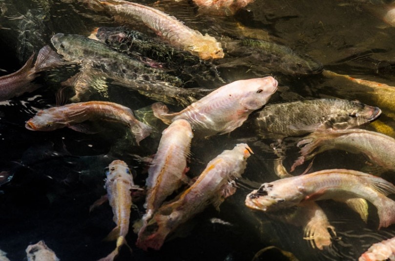 Để cứu khu vực khỏi sự ô nhiễm, người dân đã thả những con cá koi (chép cảnh Nhật Bản) và cá da trơn xuống nước. Một hệ sinh thái thu nhỏ dần hình thành.   