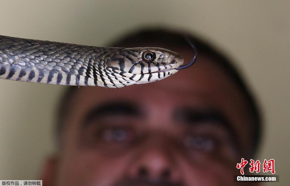 Cận cảnh chú rắn bị tóm