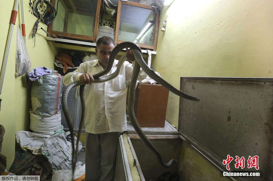 Rắn ở khắp nơi trong nhà dân