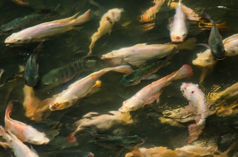 Những con cá đầy màu sắc vẫn thỏa sức tung tăng bơi lội dù sống trong môi trường ô nhiễm. 