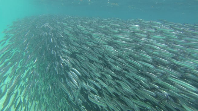 Canh tuong ngoan muc khi 'song hanh' cung hang chuc trieu con ca com hinh anh