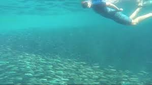 Dan ca com hang chuc trieu con xuat hien tai My hinh anh