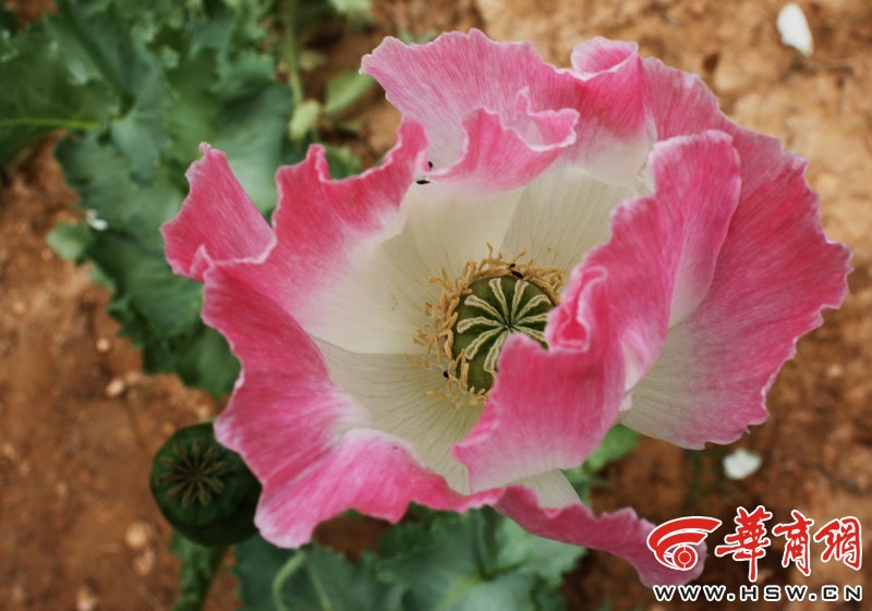 Tháng 7 hàng năm là thời điểm hoa thuốc phiện bắt đầu nở rộ trên các cao nguyên. Sau khoảng 10 ngày, hoa sẽ lụi dần và bắt đầu kết trái. Người dân Ngọc Lâm, Thiểm Tây cho rằng, thuốc phiện này là thần dược có thể chữa bách bệnh. Ảnh: HSW