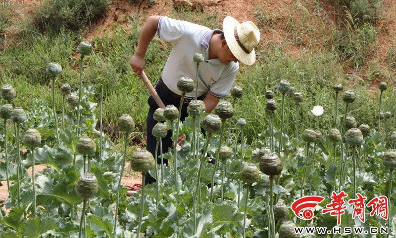 Nhờ máy bay không người lái, cánh sát mới triệt phá cánh đồng hoa anh túc tại một thung lũng ở Ngọc Lâm. Ảnh: HSW