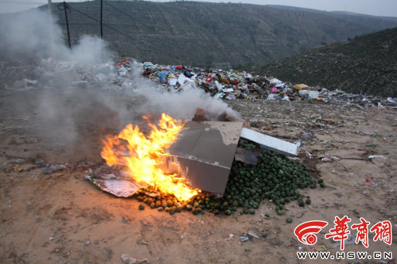 Lực lượng chức năng tham gia nhổ và đốt cây thuốc phiện. Ảnh: HSW