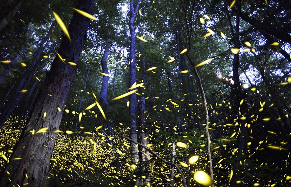 Rung dom dom tuyet dep o My hinh anh