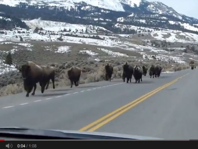 Bo rung chay tan loan vi hoat dong cua nui lua hinh anh