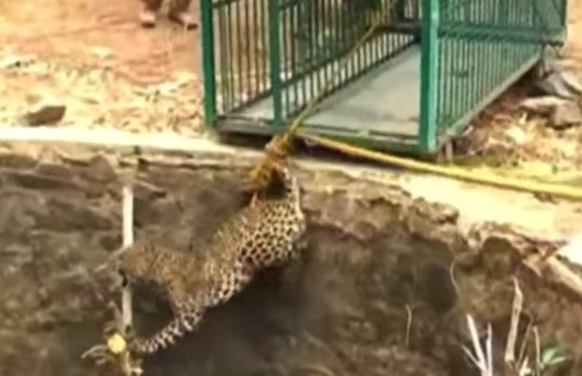 Cuu bao du mac ket duoi gieng hinh anh