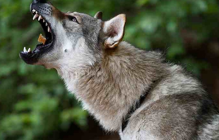 Cho doa chet be gai hinh anh