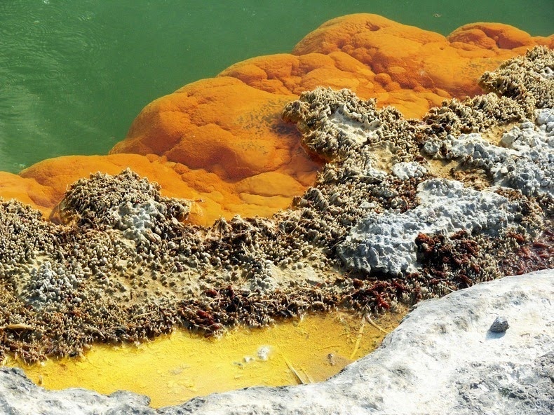 Vô số chủng loại vi sinh vật sống trong những cấu trúc sillicate ven ao.