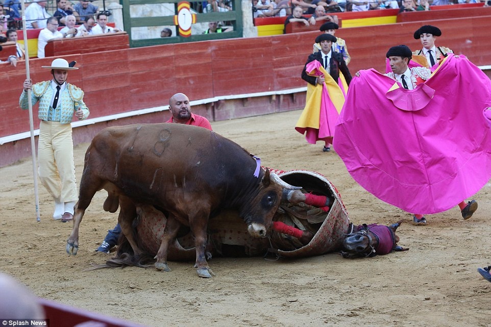 Le hoi bit mat ngua thach dau bo tot hinh anh