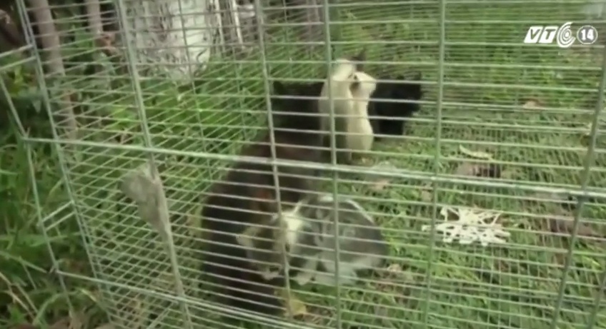 Peru keu goi khong an thit meo hinh anh