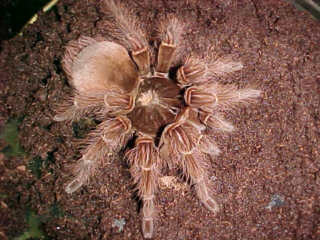 Nhen 'khung' co 8 mat o Nam My hinh anh