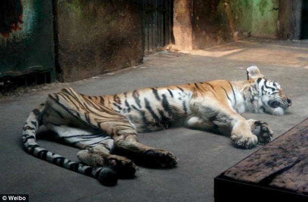 Ho 'tieu tuy' tai Trung Quoc hinh anh