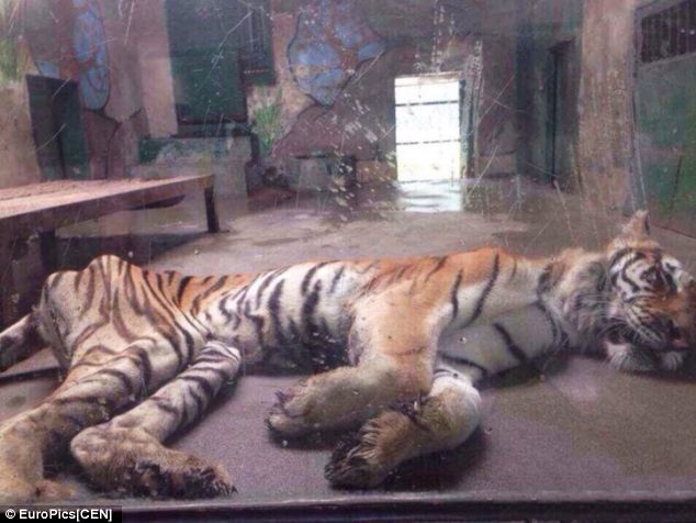 “Tôi đã khóc khi trông thấy những bức ảnh chụp con hổ đáng thương. Tôi đã gửi email tới Tổ chức Bảo vệ Động vật với hy vọng họ sẽ làm việc để thay đổi tình hình”, một cư dân mạng Weibo chia sẻ.