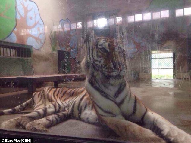 Theo người đứng đầu vườn thú, hiện tại, họ sở hữu 7 con hổ. Trong đó, 6 con vẫn ở trong tình trạng tốt. Con hổ cái đặc biệt này mắc chứng rối loạn tiêu hóa nên cơ thể suy giảm.