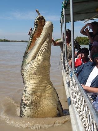 Hướng dẫn viên thường thả mồi để nhử cá sấu. Nó sẽ nhảy lên cao, ngang tầm với thuyền của du khách để họ có thể tận mắt trông thấy loài sát thủ đầm lầy. 
