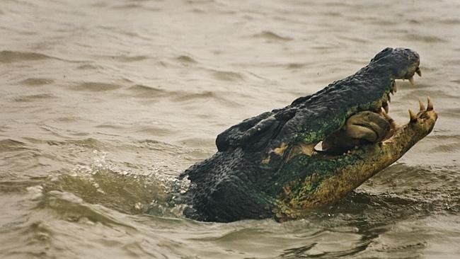 Trước đó, một du khách tên Anthony Capogreco đã ghi lại khoảnh khắc cá sấu ăn thịt con cá mập dài 1 m tại sông Wild, cách thành phố Darwin 100 km. 