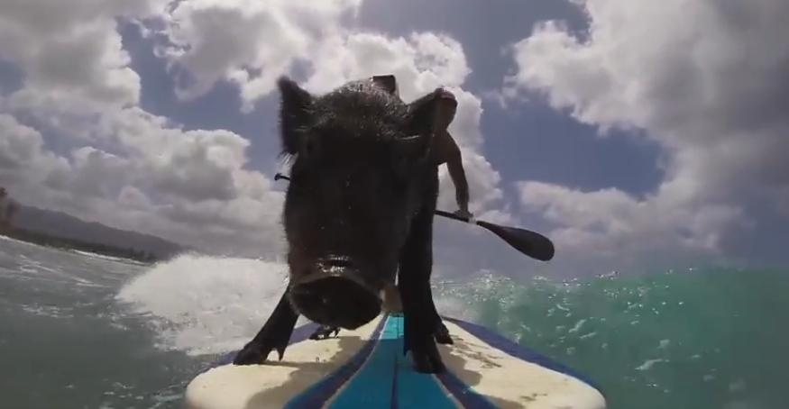 Lon 'cuoi' song dieu luyen tren dao Hawaii hinh anh