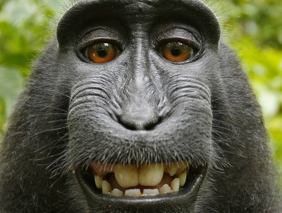 Tranh cai ve buc anh 'tu suong' cua chu khi Indonesia hinh anh