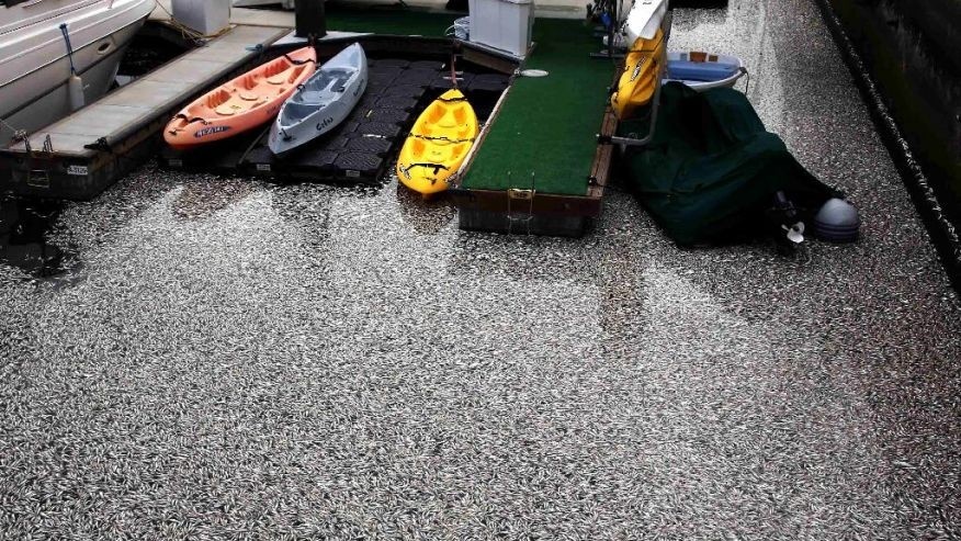 Hàng ngàn xác cá nổi trên bờ biển ngoài khơi Marina Del Rey, miền nam California hôm 19/4/2014.