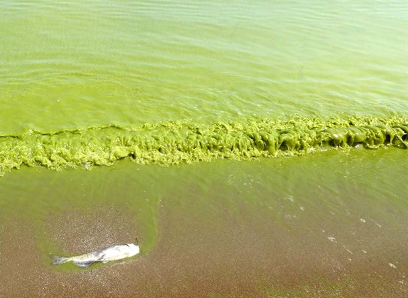 Hiện tượng tảo biển độc nở rộ trong hồ Erie ở Bắc Mỹ, khiến 5.000 người không có nước uống. Không phải tất cả các loại tảo đều có tính hủy diệt, nhưng loài tảo nở rộ trên hồ chủ yếu là microcystis aeruginosa, rất độc đối với những loài động vật. Microcystis aeruginosa xuất ra độc tố có màu nâu sậm gọi là microcystin, có khả năng giết chết một con chó đang bơi trong vùng nước nhiễm độc tố này và cũng như gây kích ứng da, khó khăn về hô hấp và tiêu hóa ở người.
