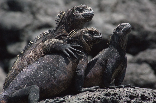 Rùa Iguana tại quần đảo Galapagos của Tây Ban Nha là một loài bò sát ăn rong biển. Màu sắc của chúng là sự pha trộn giữa nâu, hồng, xanh nhạt và xanh lá cây. Rùa Iguana thường dùng hàm răng sắc nhọn để “bào” những rong biển ở những mỏm đá. Với hình dáng xù xì, người ta gọi chúng là “quái vật xấu xí”. 