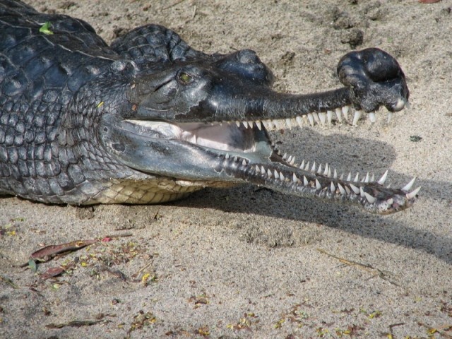 Cá sấu Ấn Độ hay cá sấu sông Hằng, tên khoa học là Gharial. Mặc dù cá sấu Gharial có chiều dài lên tới 6m, song chúng rất lành. Với miệng hẹp và nhiều răng, Gharial chỉ xơi tái những con cá mà không bén mảng đến những con mồi lớn hơn như nhiều loài cá sấu khác. Gharial đang đối mặt với nguy cơ tuyệt chủng cao bởi nó chỉ còn tồn tại ở phạm vi 2%  so với khu vực vốn là nơi cư ngụ của loài tại Nam Á.  