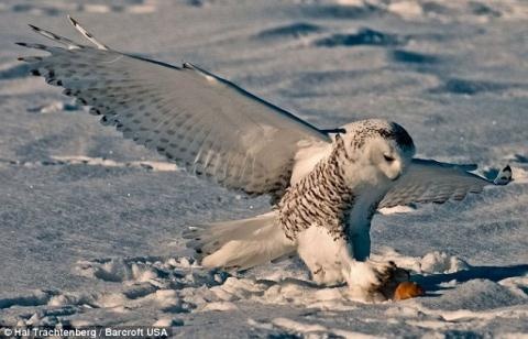 Chim cu vo chuot tai canh dong tuyet hinh anh