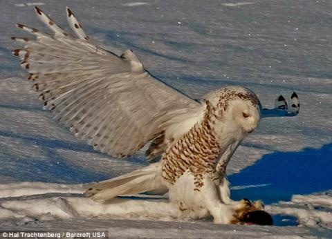 Sau khi bắt được con mồi, chim cú đã dùng chân cắp con mồi và bay lên không trung.