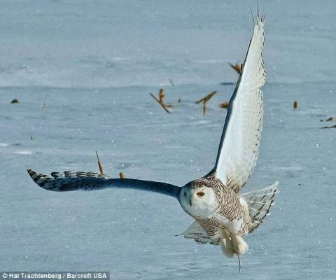 Chim cú tuyết thường sống ở những vùng núi cao ở vùng bờ biển phía bắc của Canada. Thức ăn ưa thích nhất của loài chim cú này là loài lemmut.