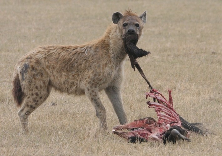 Linh cẩu đốm xé xác con mồi bằng hàm răng sắc nhọn. 