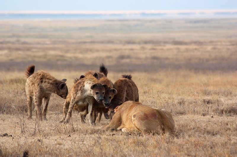'Quai thu rung xanh' cuop moi ngon tu tay su tu hinh anh