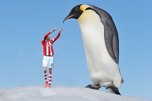 Phat hien loai chim canh cut khong lo cao hon nguoi hinh anh