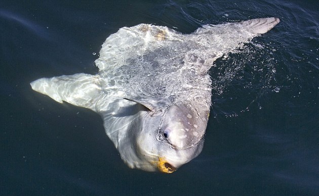 'Quai vat dai duong' troi len mat nuoc hinh anh