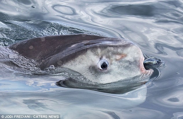 Nhiếp ảnh gia Jodi Frediani bất ngờ bắt gặp khoảnh khắc cá mola mola trồi lên. Đây là lần đầu tiên người ta phát hiện loài cá này ở Vịnh Monterey trong 8 năm qua.