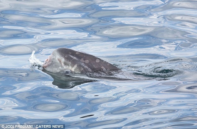 Con cá liên tục ngoi lên mặt nước. Chúng không thể đóng kín phần miệng nhỏ của mình. Cá mola mola chỉ sống ở những vùng đại dương ôn đới và nhiệt đới.