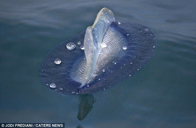 Việc chụp hình cá mola mola rất khó, vì chúng di chuyển rất nhanh và không thích con người đến gần.