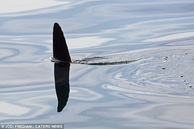 Đôi khi người ta nhầm lẫn cá mola mola với cá mập, nếu chỉ trong thấy phần vây lưng của chúng trên mặt nước.